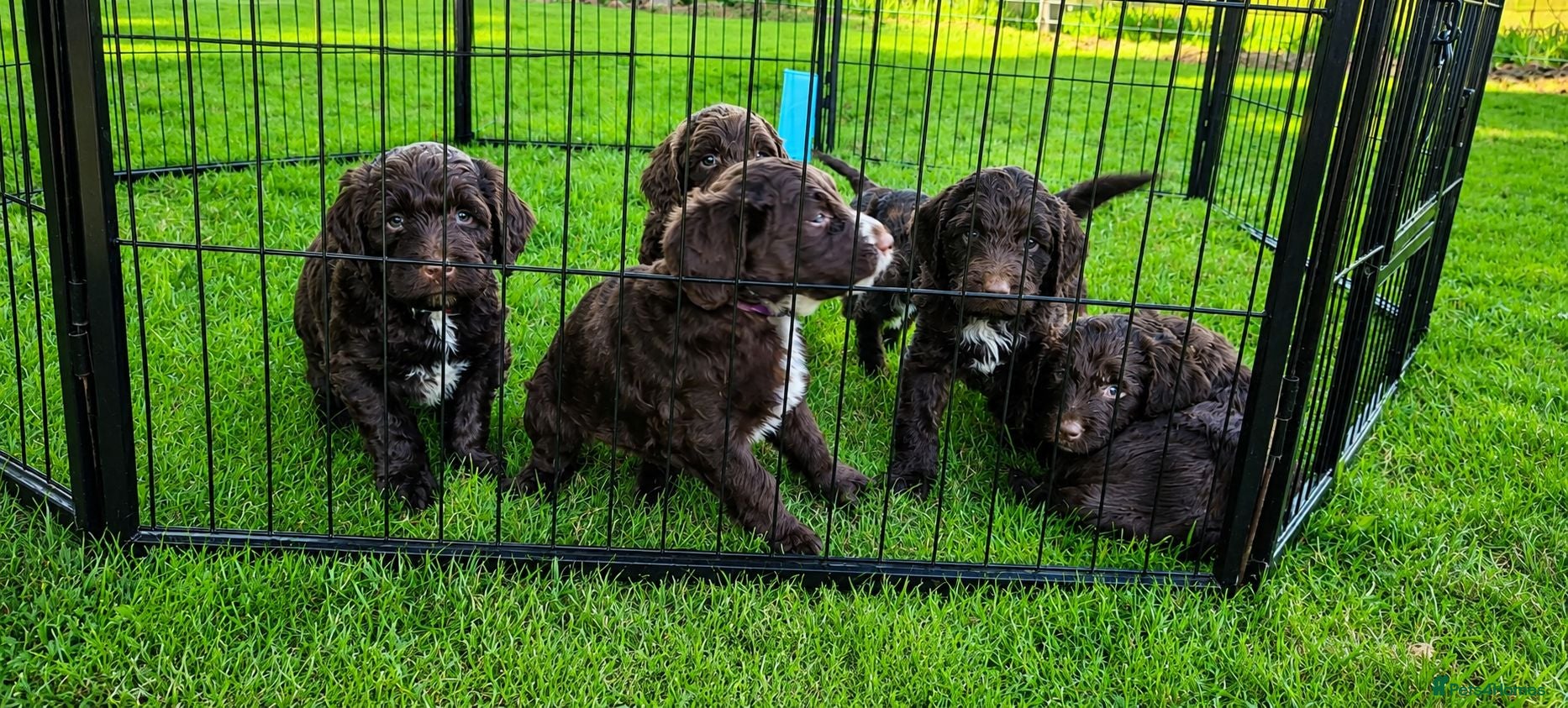 Sproodle dogs Gorgeous Chocolate F1 Sproodle Puppies *2 Left* - Advert 1