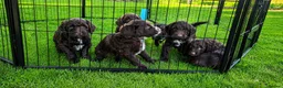 Sproodle dogs for sale: Gorgeous Chocolate F1 Sproodle Puppy *1 boy left* - Advert 2