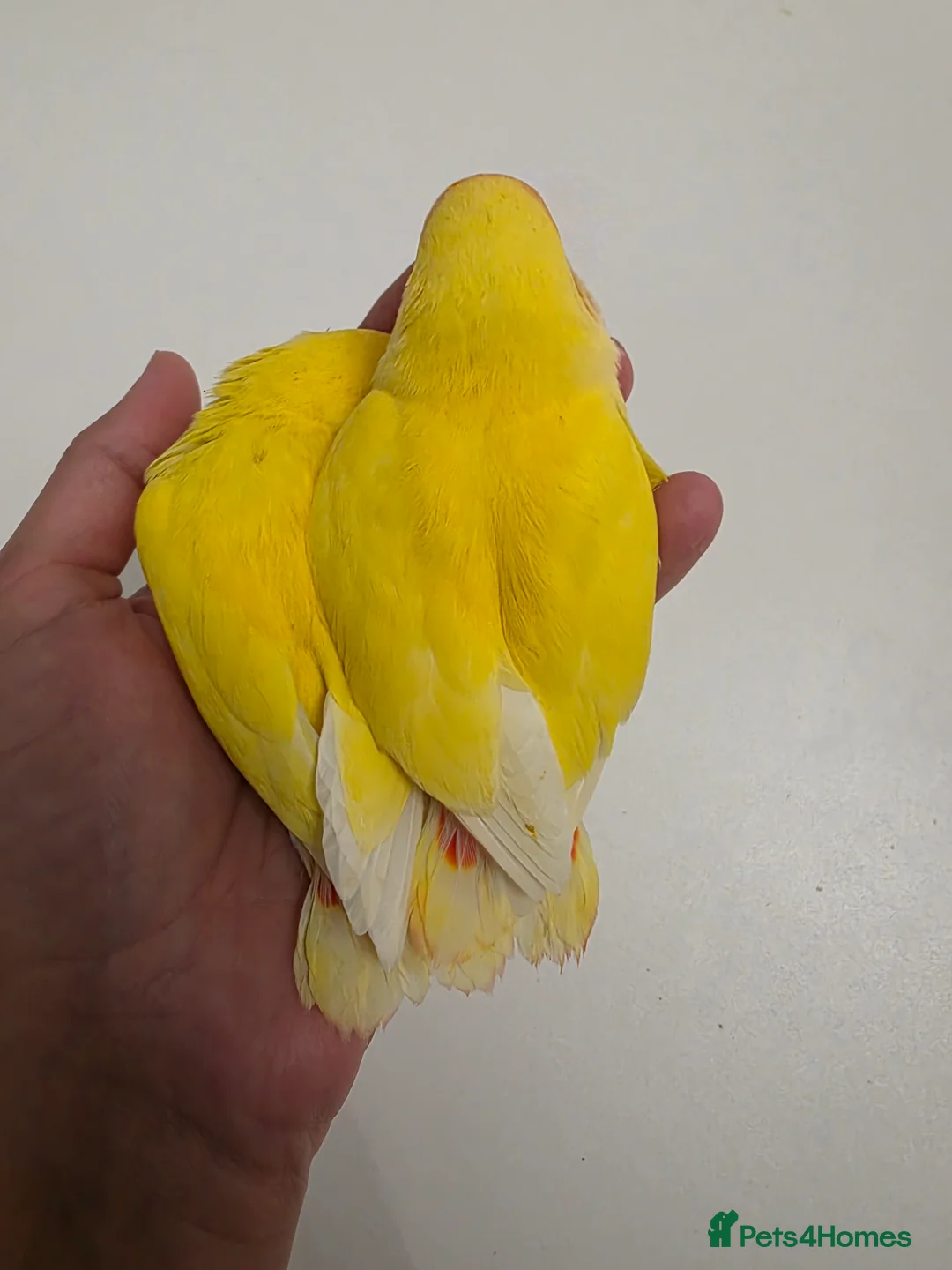 Lovebirds birds for sale: Super Tame, Hand-reared Baby Lovebirds - Advert 5