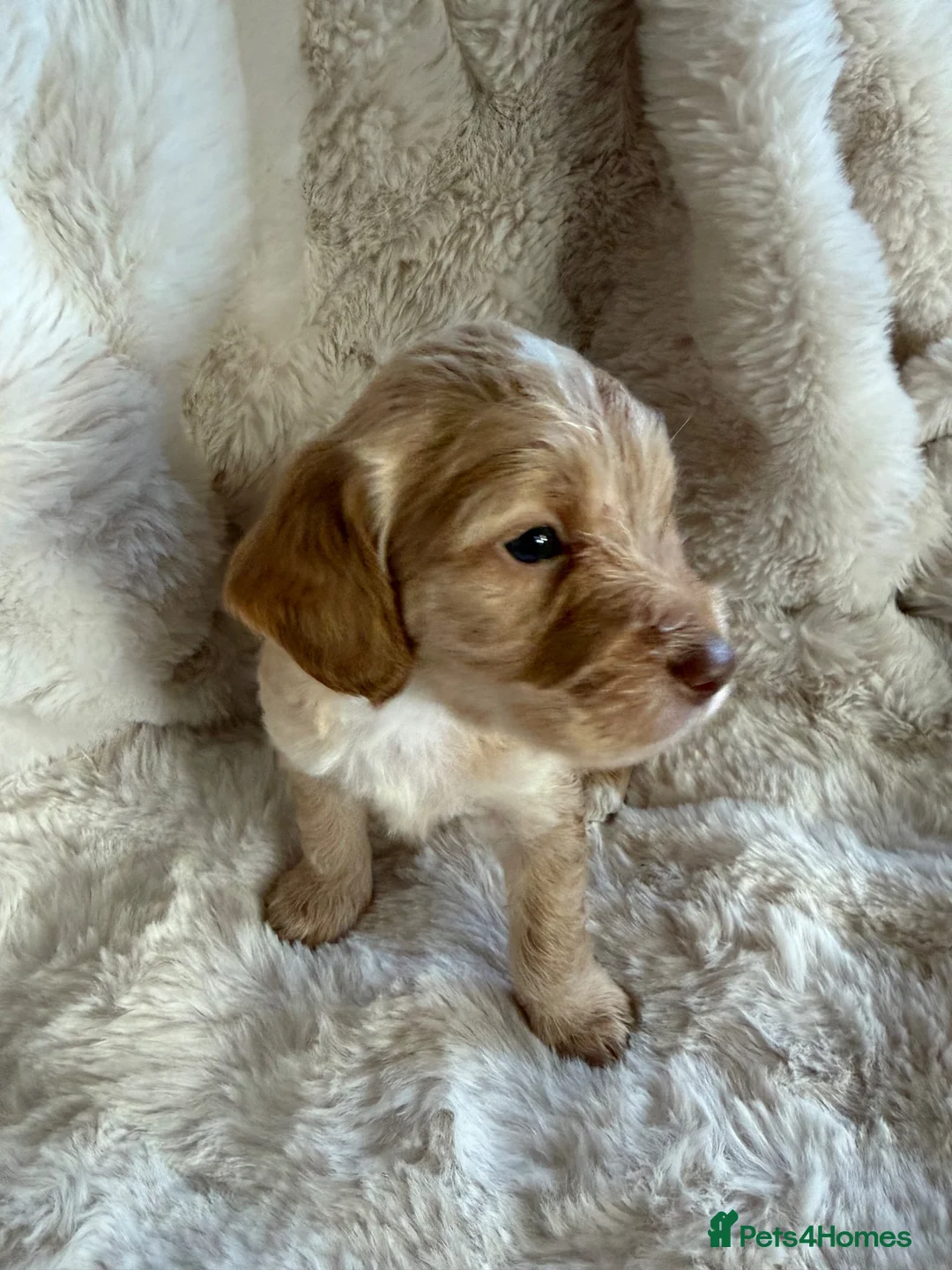 Mixed Breed dogs for sale: Beautiful Cockapoo puppies  - Advert 14