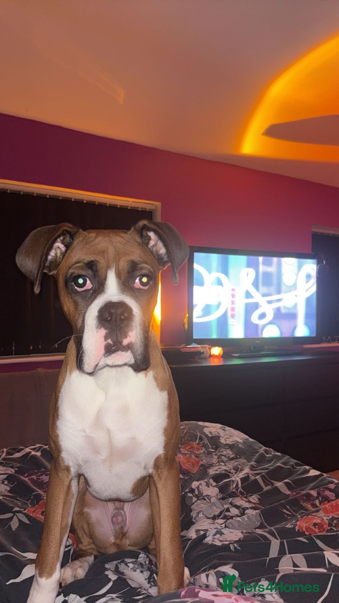 Boxer dogs 🐾 STUD DOG AVAILABLE 🐾 - Advert 1