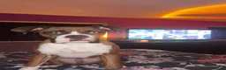 Boxer dogs for stud: 🐾 STUD DOG AVAILABLE 🐾 - Advert 1