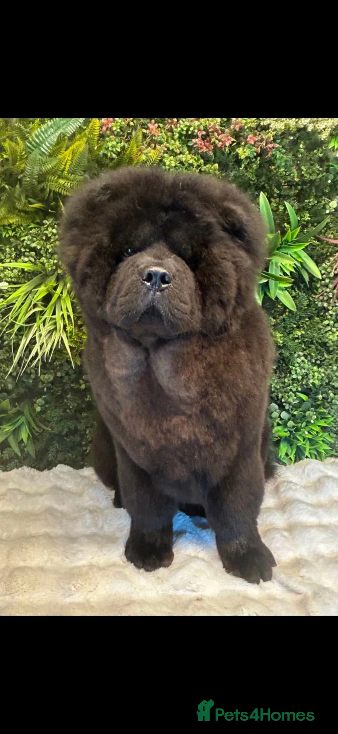 Chow Chow dogs for sale: 9 month old male chow  - Advert 2