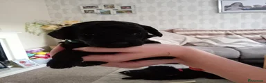 Cockapoo 4