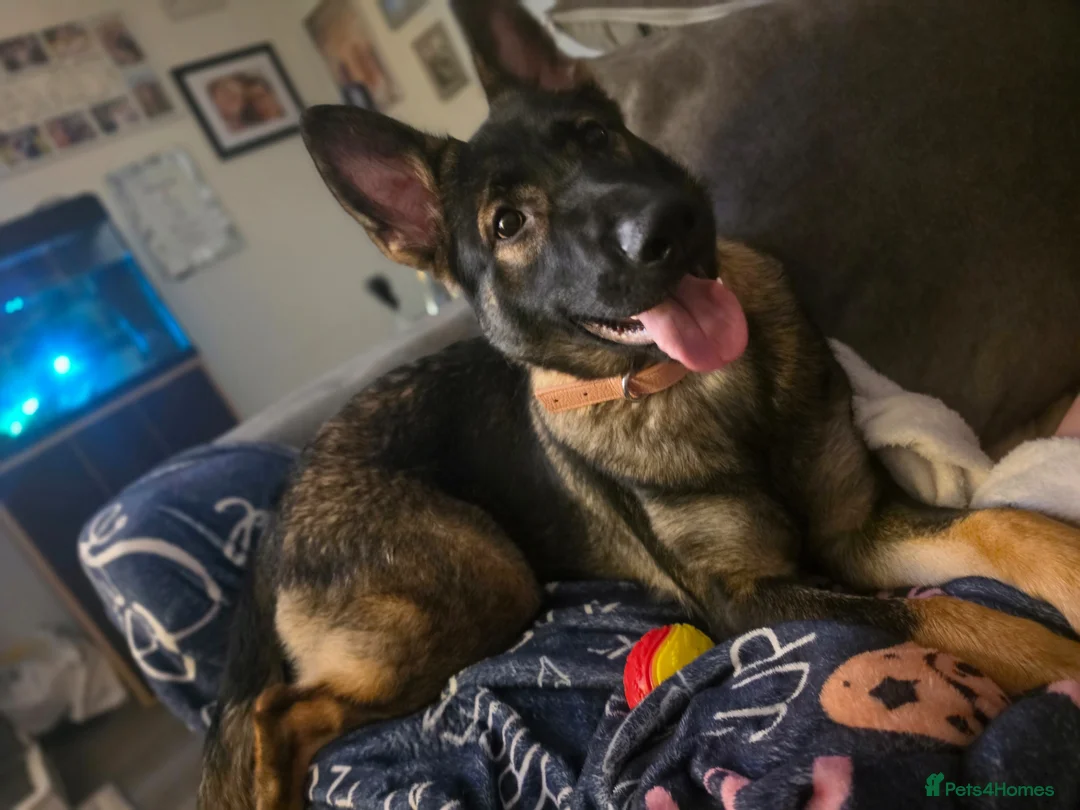 German Shepherd dogs for sale: German shepherd - Advert 2