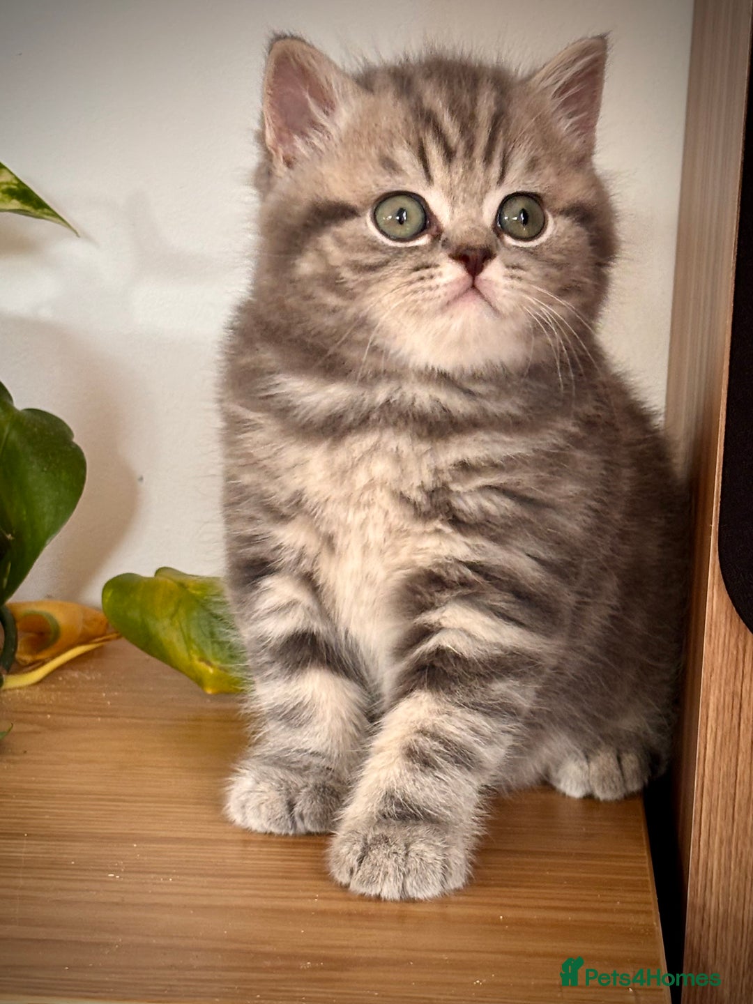 British Shorthair cats for sale: Sunning BSH kittens - ready for  **   - Advert 3