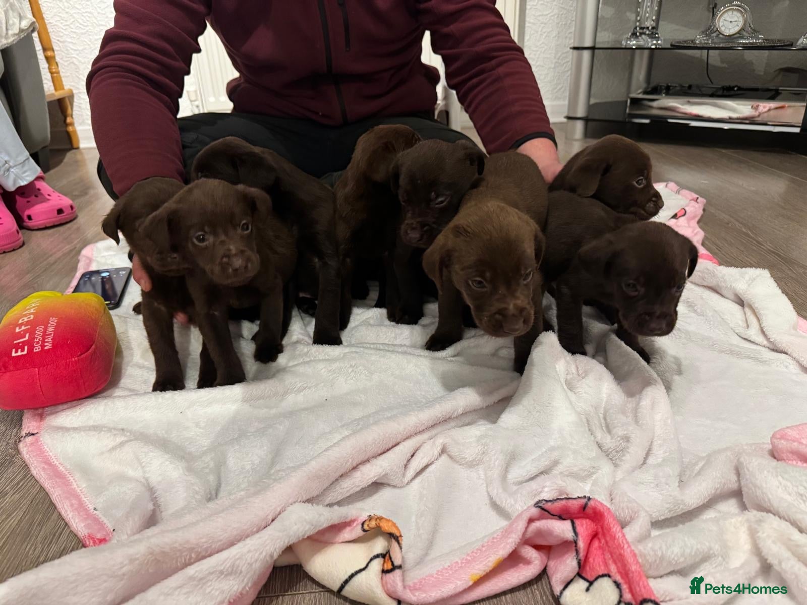 Labrador Retriever dogs 8 BOYS LEFT READY 9TH MARCH!!! - Advert 1