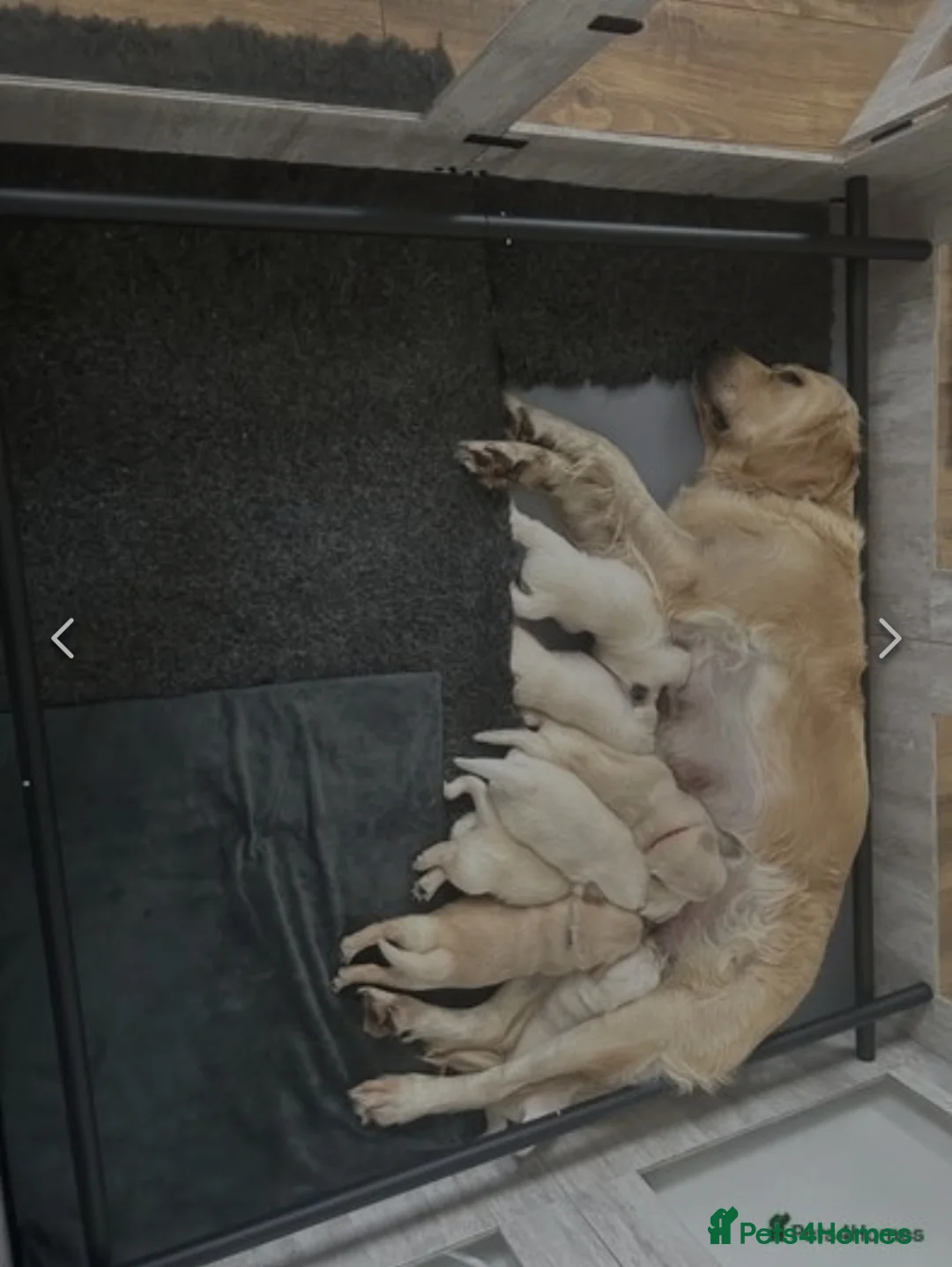 Golden Retriever dogs for stud: Gorgeous Proven KC Golden Retriever Stud in Bristol - Advert 13