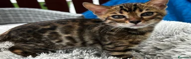 Bengal 4