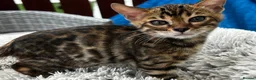 Bengal cats for sale: Bengal - Advert 8
