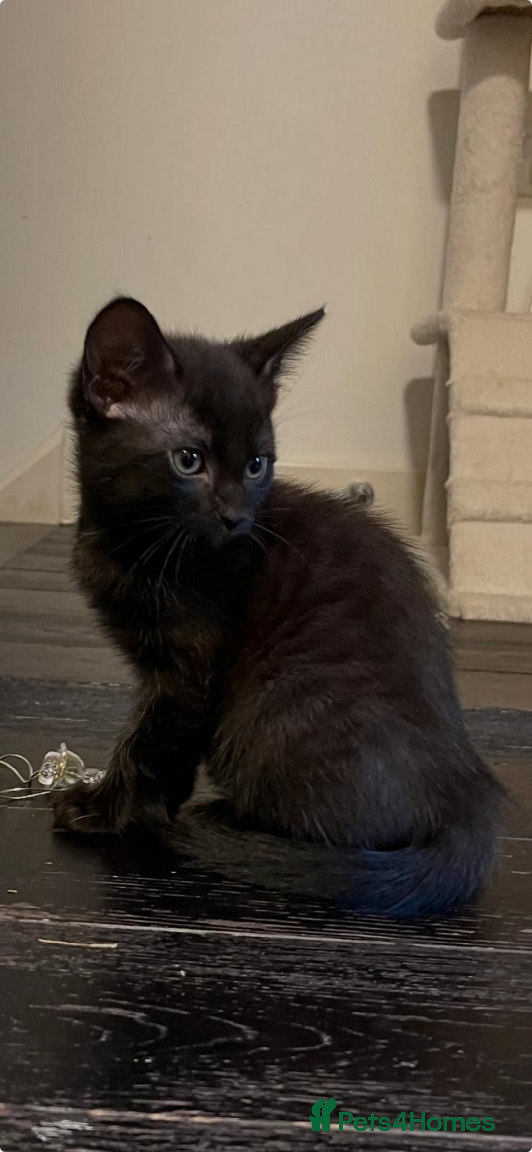 Mixed Breed cats for sale: 3 lovely kittens ready for their new homes 🥰 - Advert 17