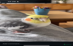 Cockatiels birds for sale: Sweet 10 year old cockatiel rehoming. - Advert 1