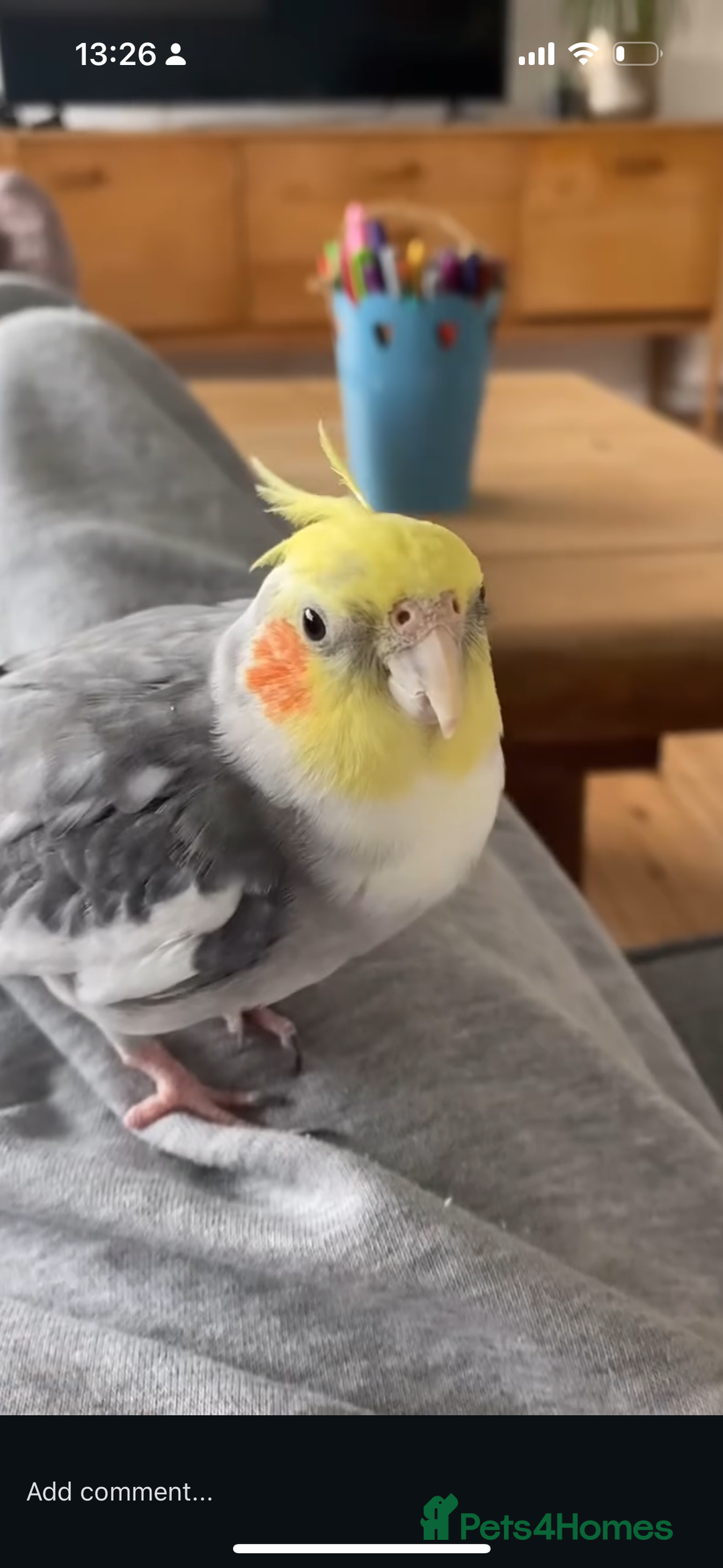 Cockatiels birds for sale: Sweet 10 year old cockatiel rehoming. - Advert 1