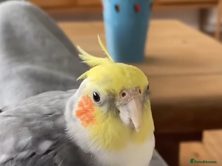 Cockatiels birds Sweet 10 year old cockatiel rehoming. - Advert 4