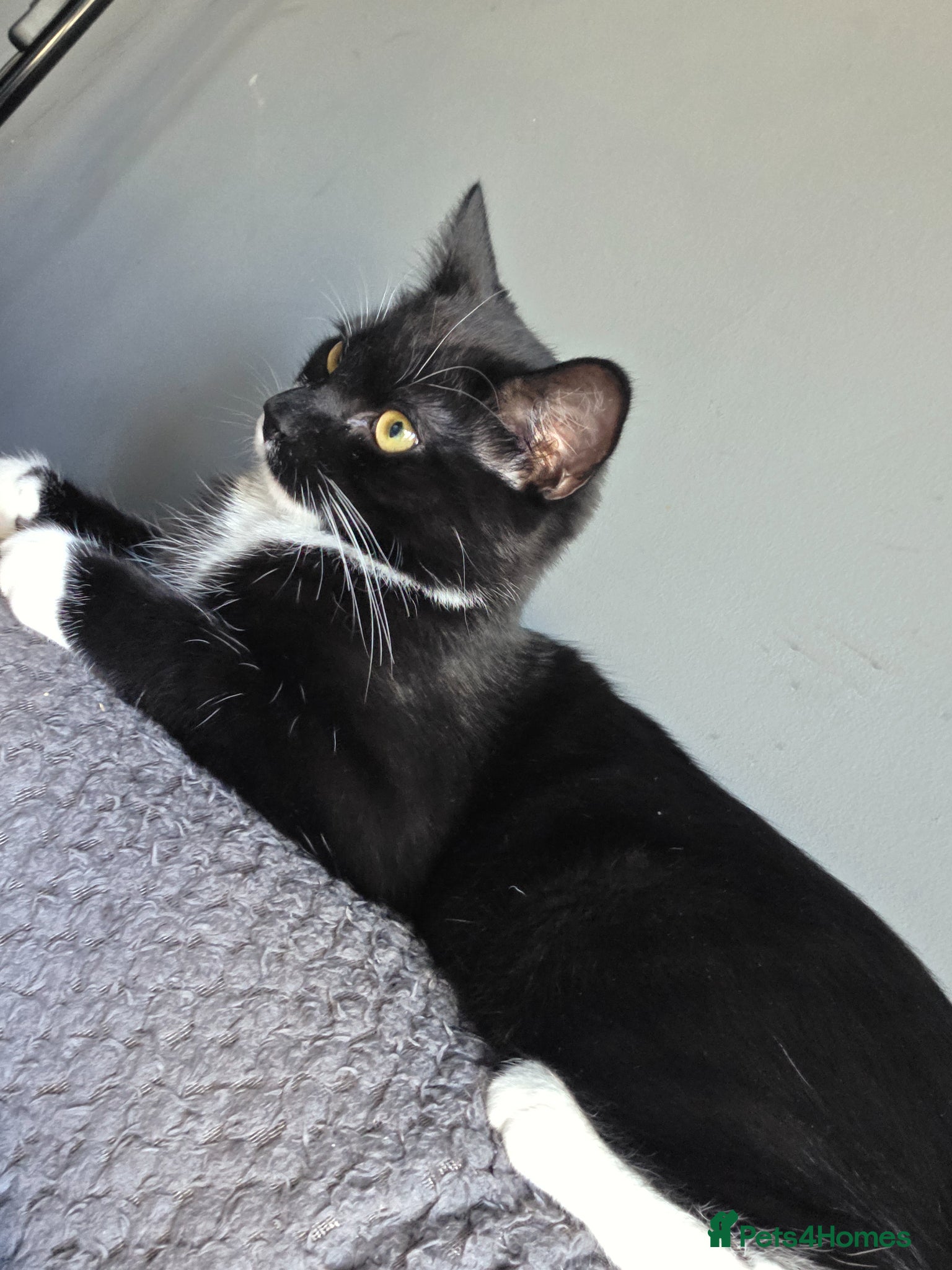 Mixed Breed cats Loki boy - Advert 6