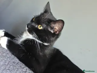 Mixed Breed cats Loki boy - Advert 3