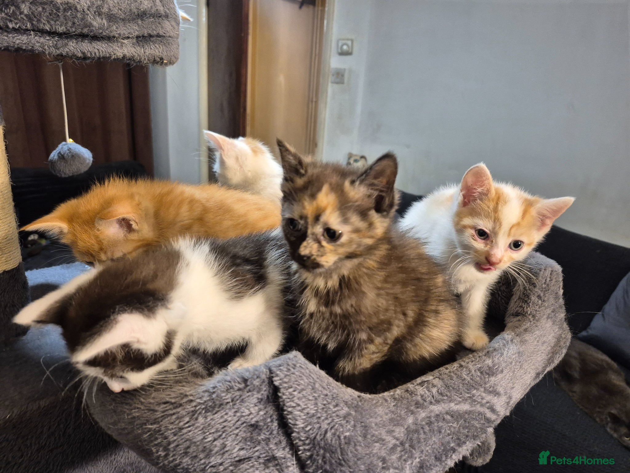 Mixed Breed cats for sale: 5 Gorgeous kittens for sale - Advert 1