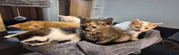 Mixed Breed cats for sale: 5 Gorgeous kittens for sale in Bedford - Advert 1