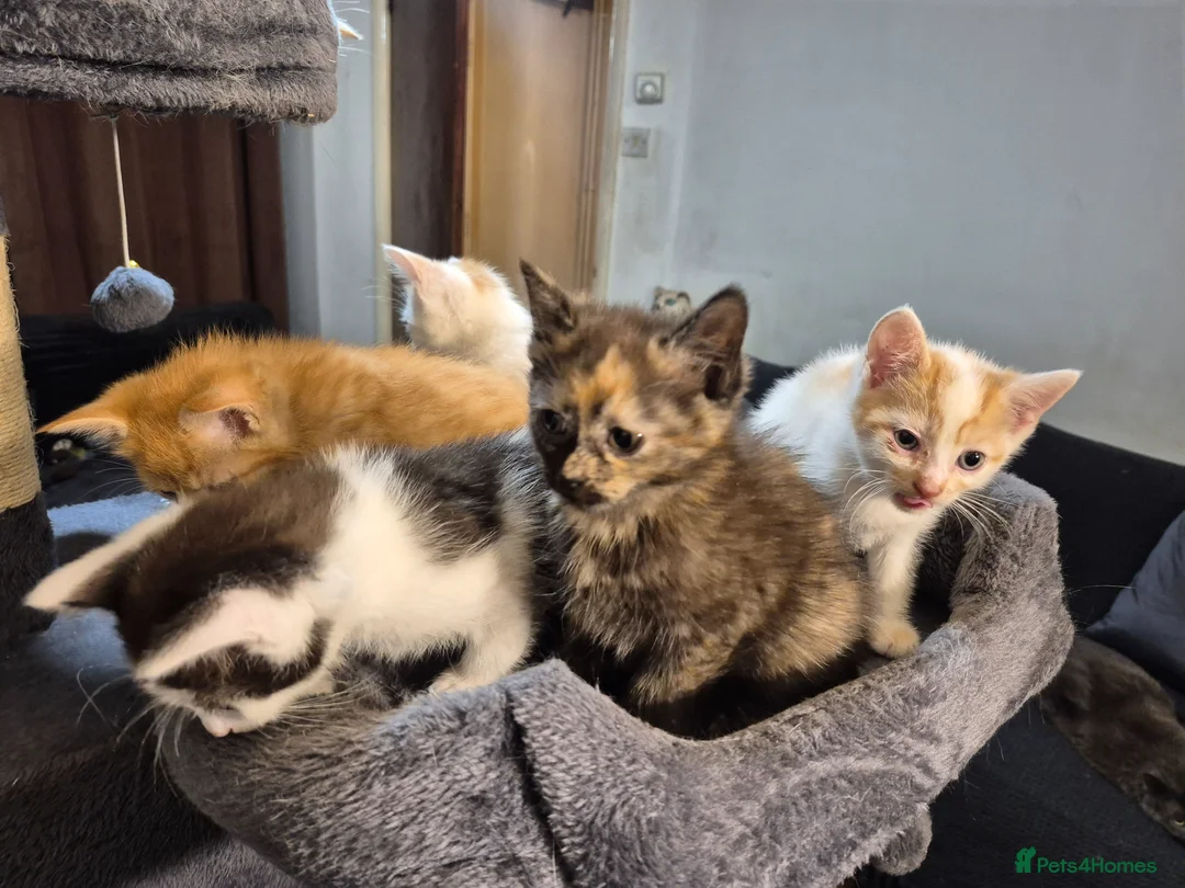 Mixed Breed cats for sale: 5 Gorgeous kittens for sale in Bedford - Advert 1