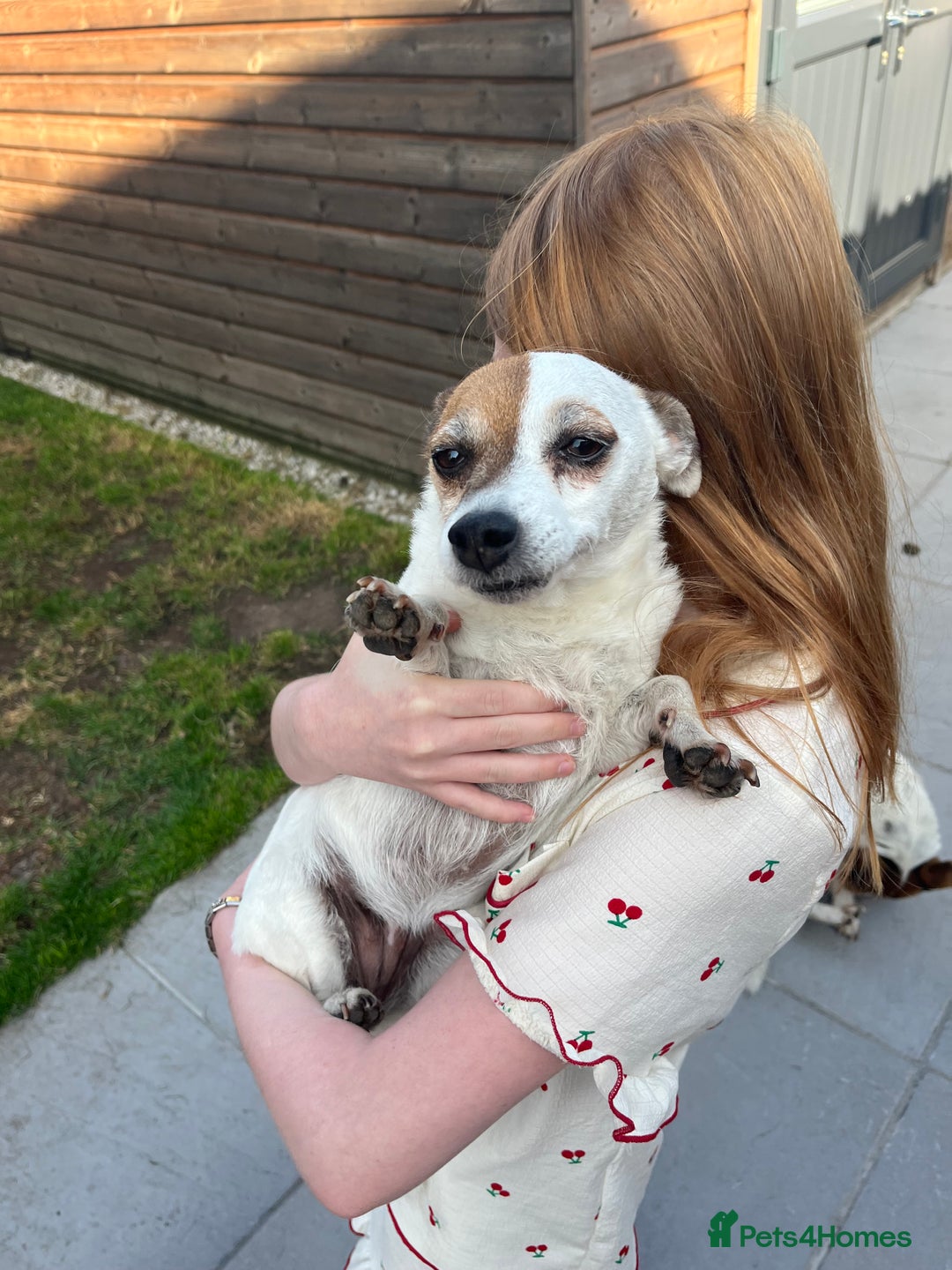 Jack Russell dogs for sale: Female jack russell - Image 2