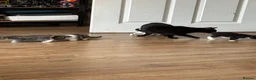 British Shorthair cats for sale: 4 beautiful kittens looking for forever homes - Advert 2