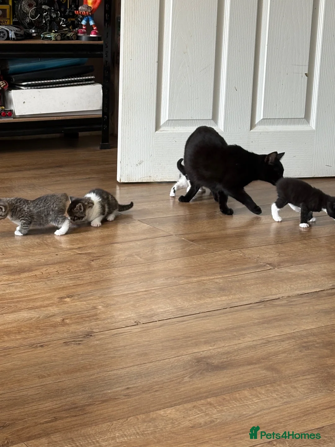 British Shorthair cats for sale: 4 beautiful kittens looking for forever homes - Advert 2