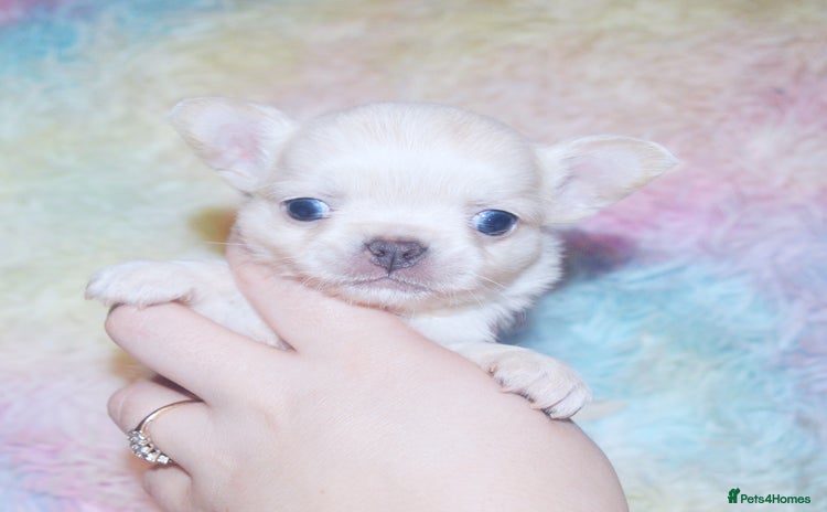 Chihuahua dogs - Advert 1
