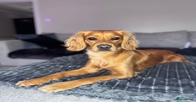 Mixed Breed dogs - Advert 4