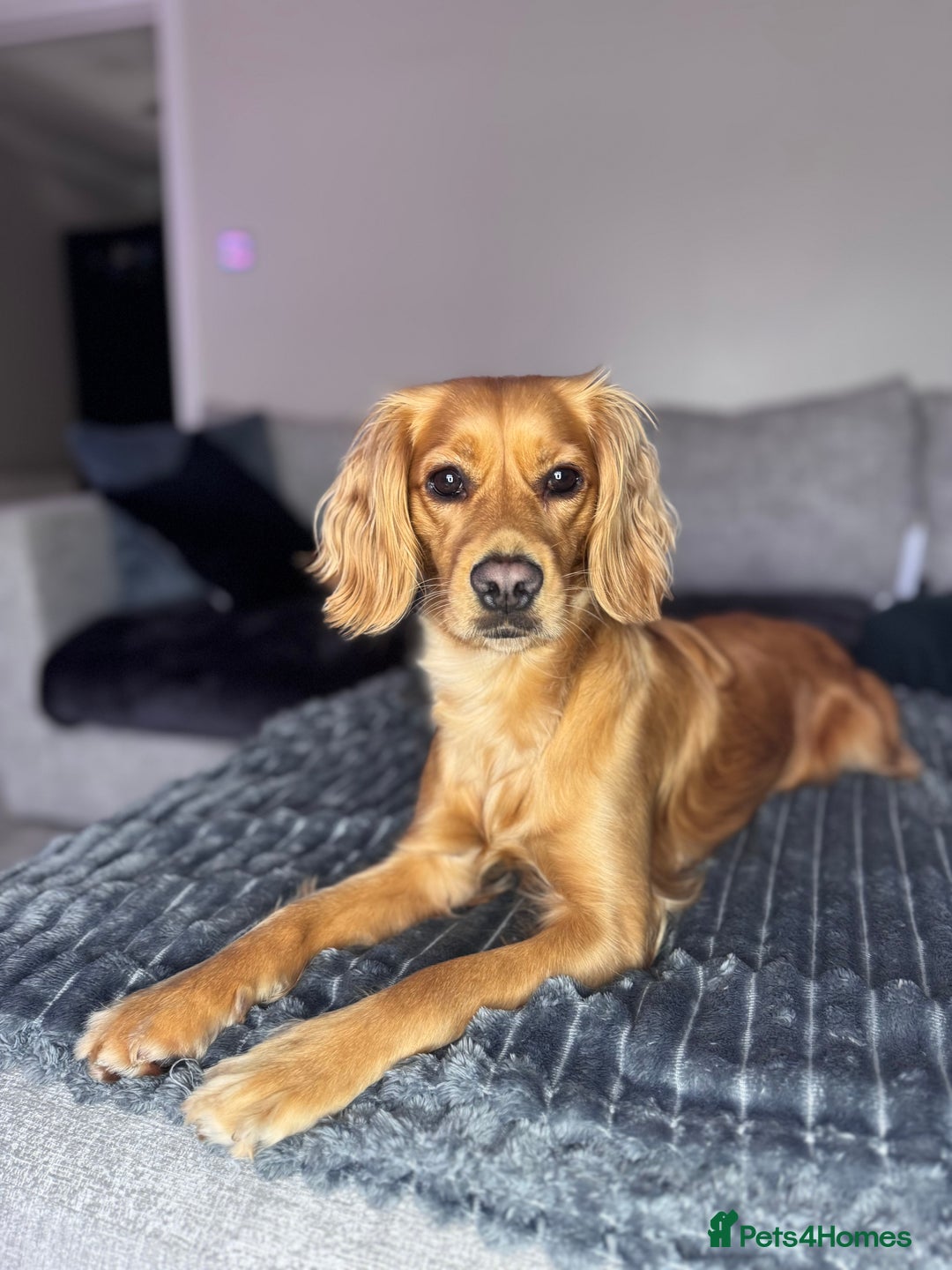 Mixed Breed dogs for sale: Molly 18 Month Old Cocker SpanielxGolden Retriever - Image 2