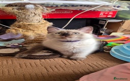 Turkish Angora cats for sale: Turkish angora  - Image 16