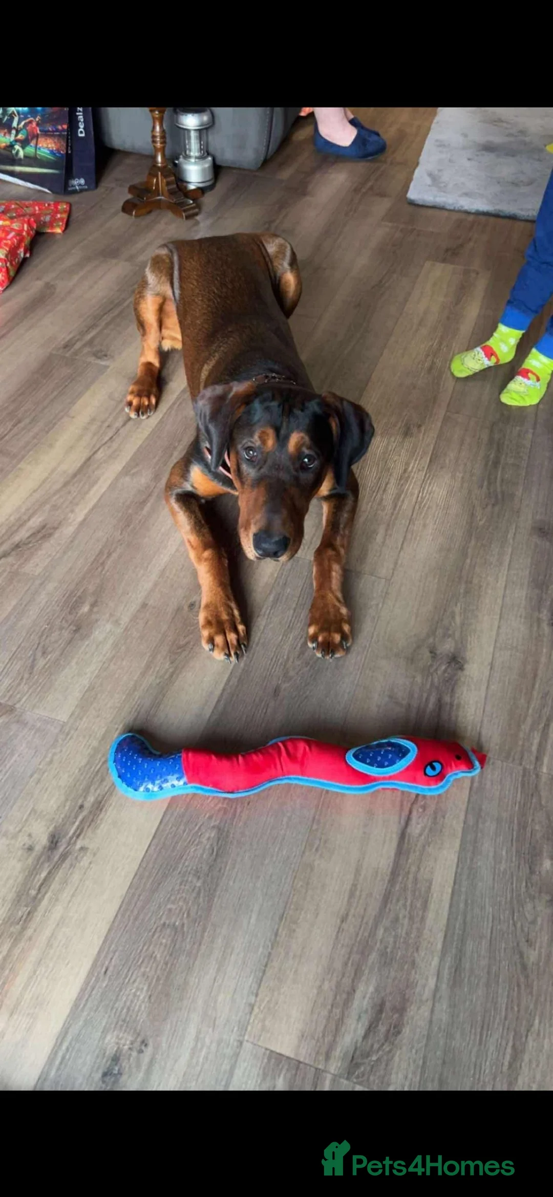 Mixed Breed dogs for sale: Doberman cross puppy  - Advert 6