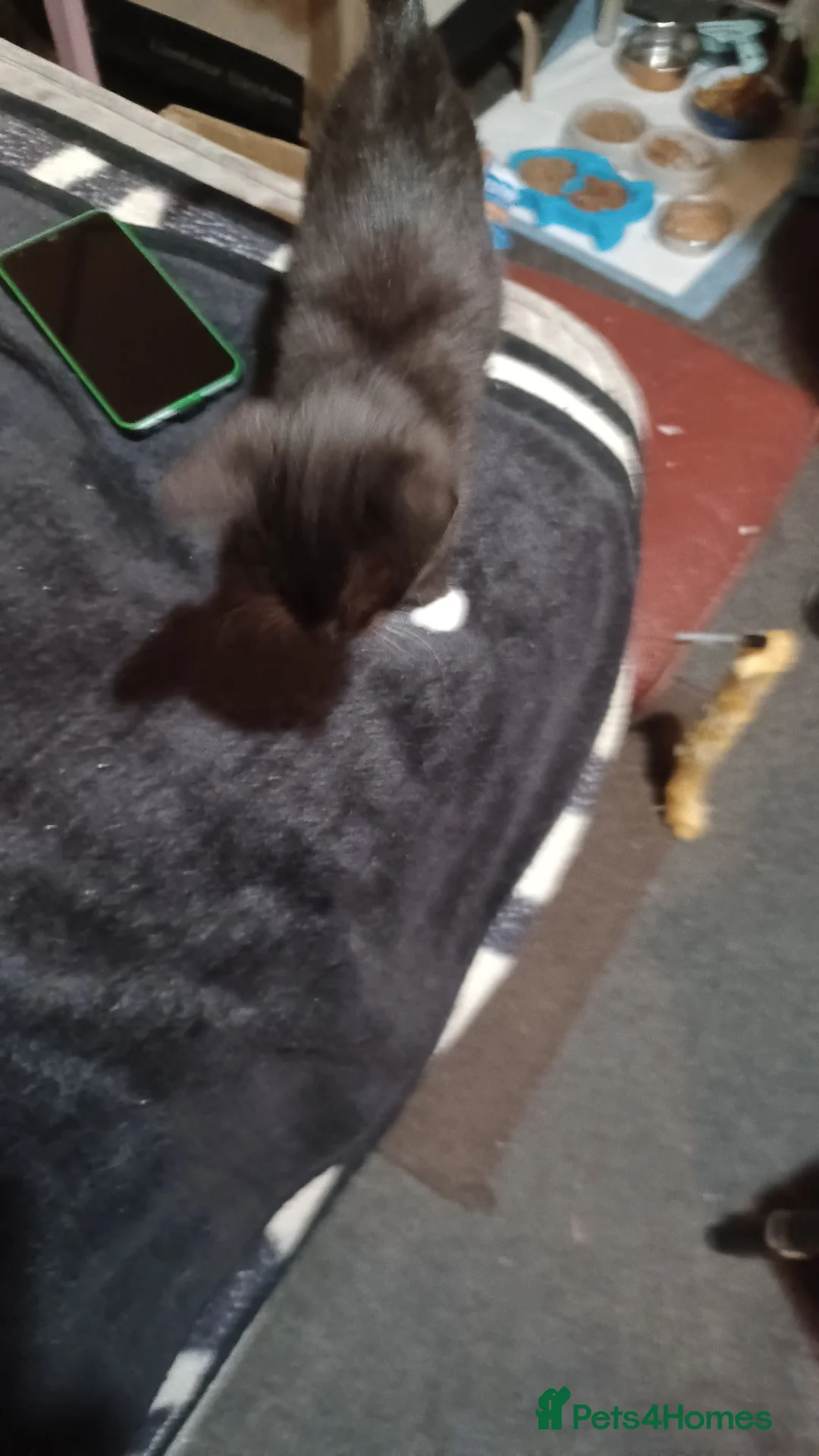 Mixed Breed cats for sale: 5 kittys  - Advert 9