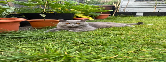 Oscar