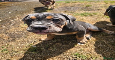 Olde English Bulldogge dogs in Kidderminster - Advert 1