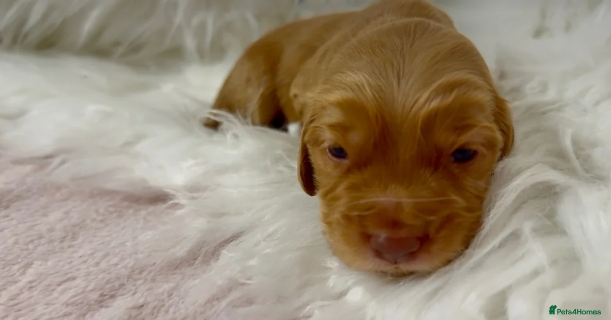 Puppies for sale in Exeter, Devon | Pets4Homes