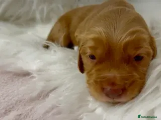 Cocker Spaniel dogs 💕1 remaining Show cockerspaniel baby’s💕 - Advert 16