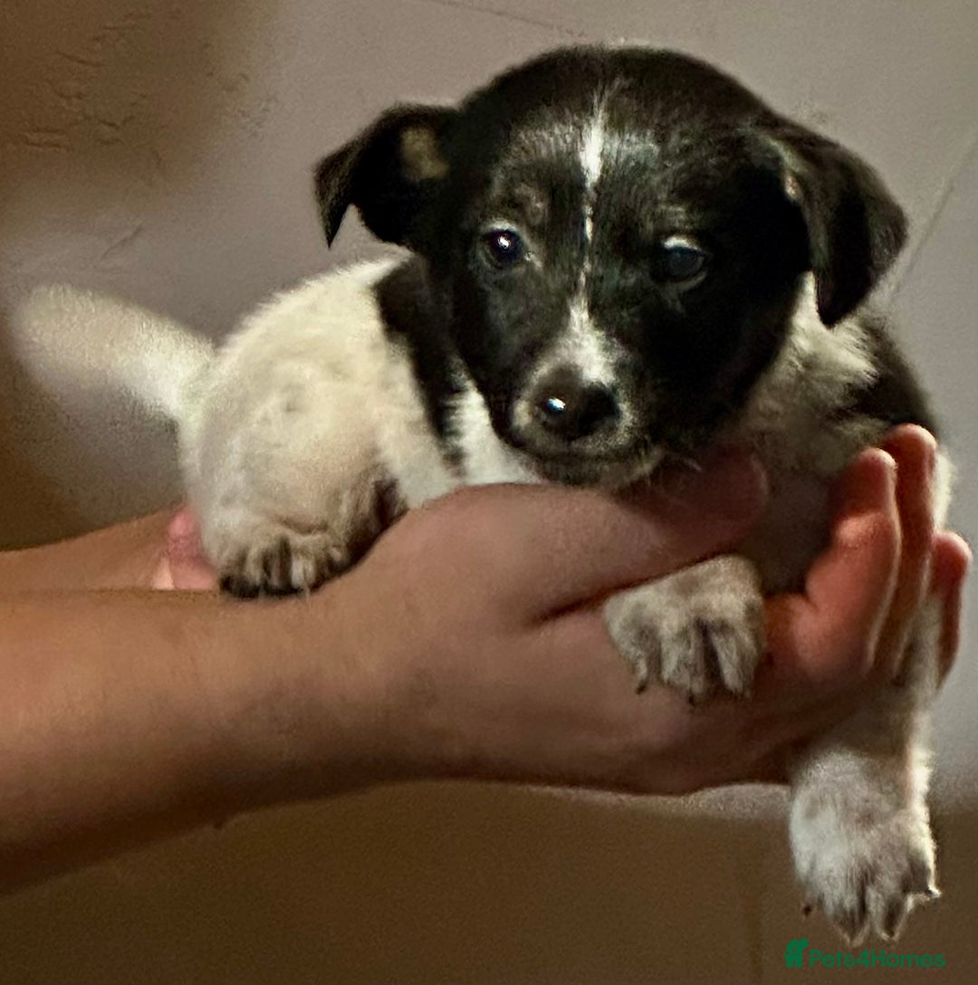 Jack Russell dogs for sale: Superb KC Reg’d Jack Russell Terrier DNA CLEAR - Advert 14