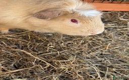 Guinea Pig rodents for sale: Sweet guinea pig boys to rehome. - Image 7