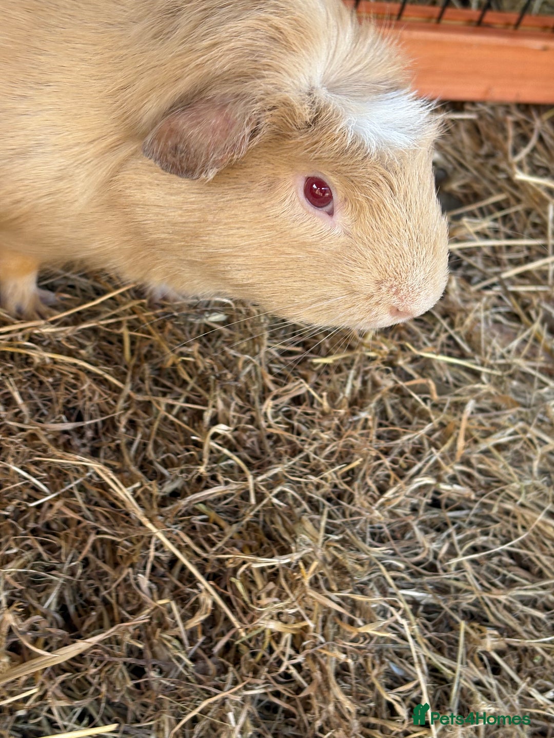 Guinea Pig rodents for sale: Sweet guinea pig boys to rehome. - Image 7