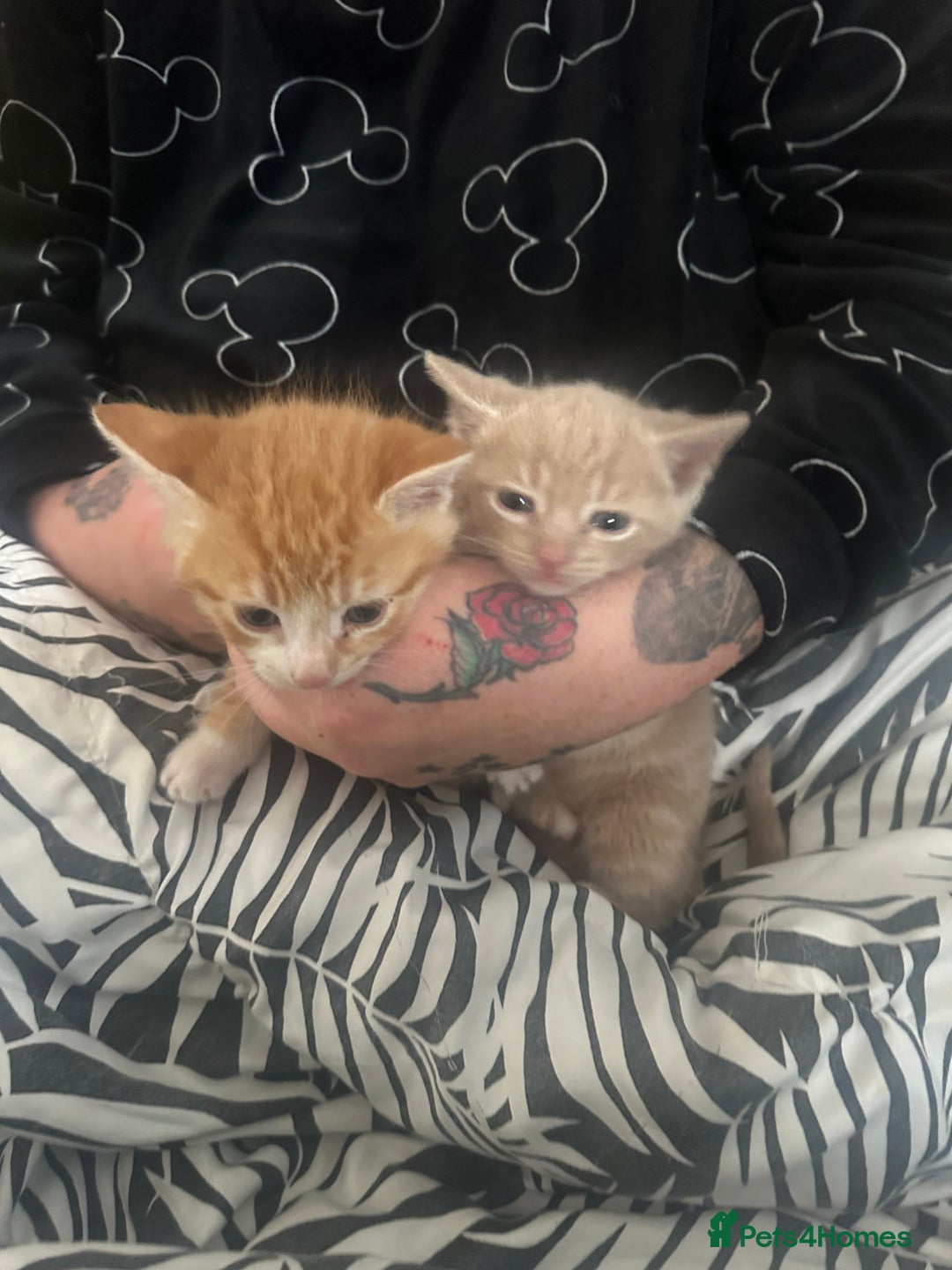 Mixed Breed cats for sale: 2 kittens for sale  - Image 2