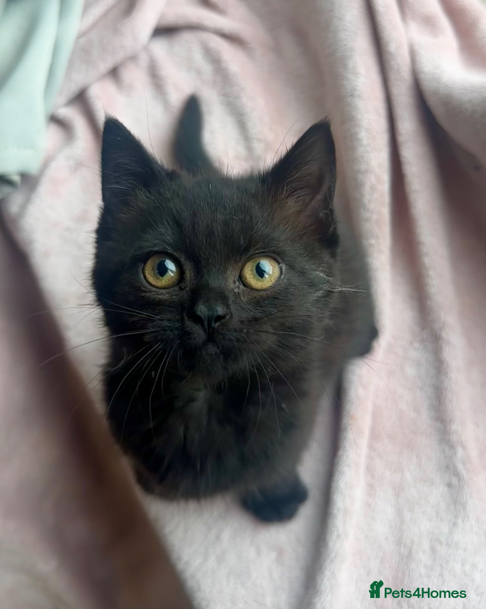 British Shorthair cats for sale: British shorthair cross female kitten - Advert 1