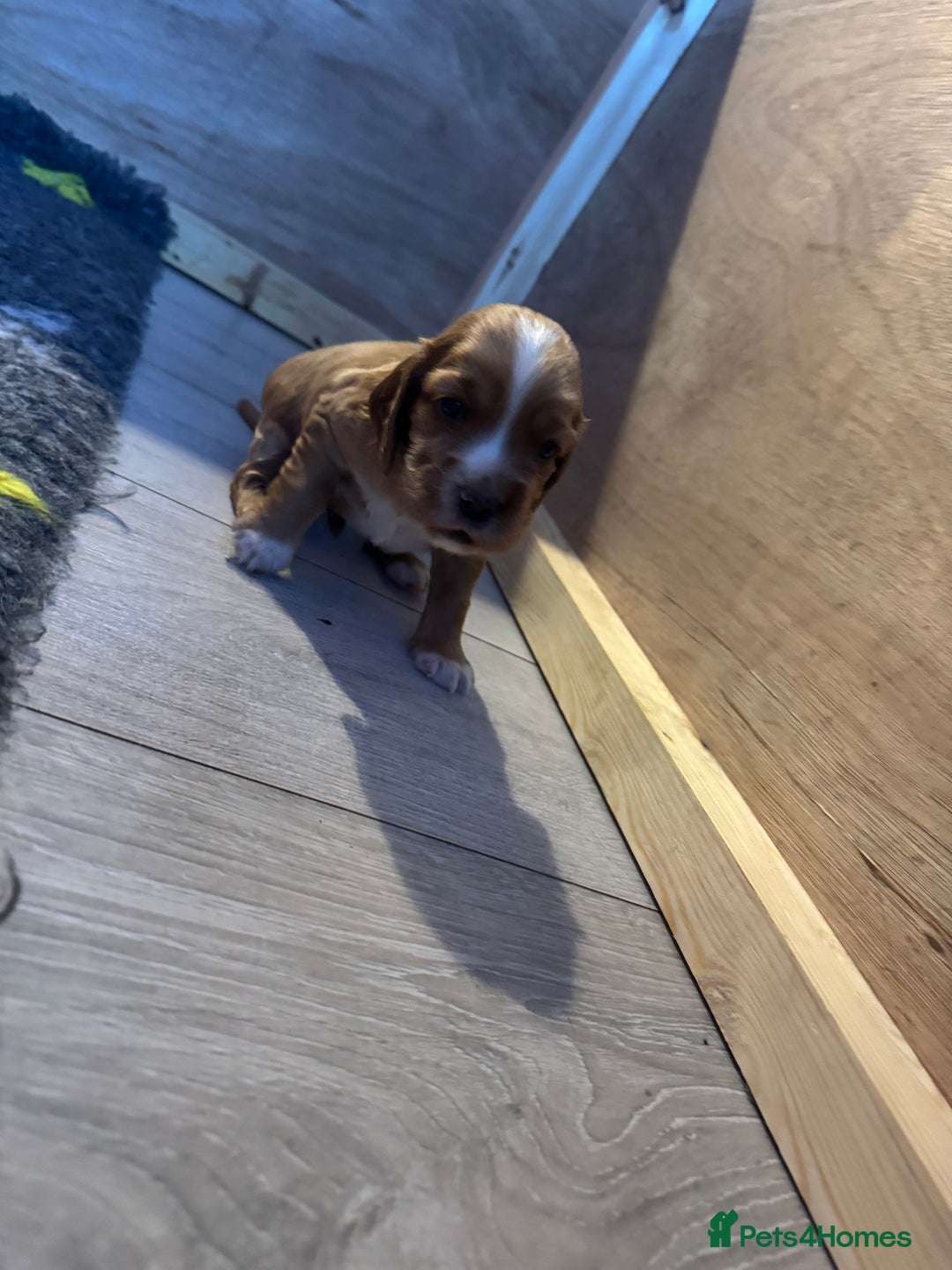 Sprocker dogs for sale: Sprocker Spaniel Puppies  - Image 5
