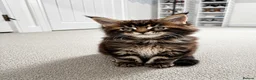 Maine Coon cats for sale: 7 adorable Pure Bred Mainecoon - Advert 23