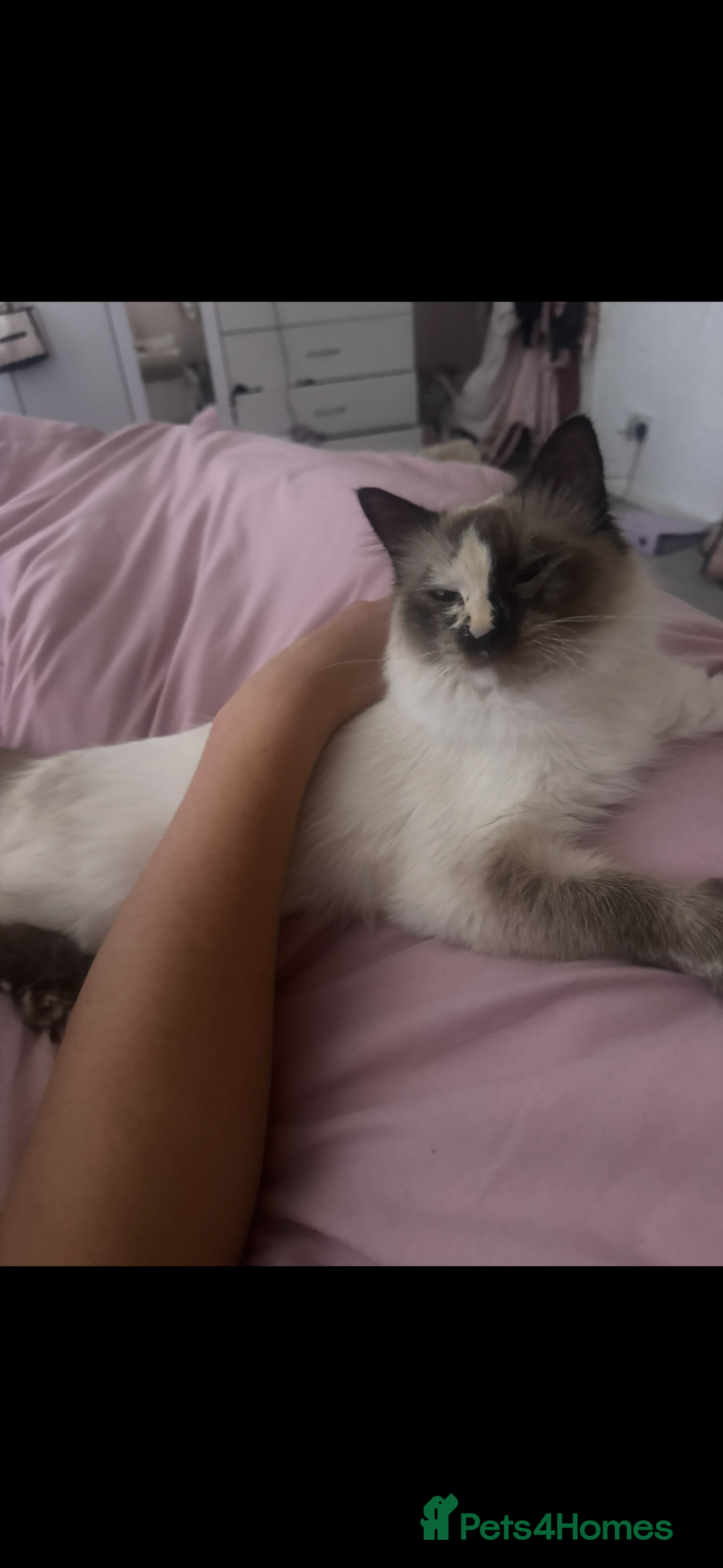Ragdoll cats for sale: Ragdoll cross kittens - Image 7