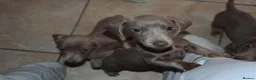 Miniature Dachshund dogs for sale: TRUE miniature dachsaund in Leicester - Advert 9