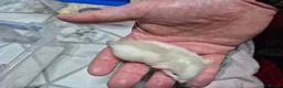 Rat rodents for sale: Baby Dumbo Rats - Advert 2