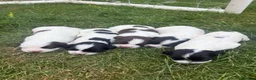 English Springer Spaniel dogs for sale: KC REG ESS WORKING PUPS 🐶❤️ in Sudbury - Advert 5