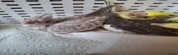 Cockatiels birds for sale: Cockateil handtame babies very pretty babies. - Advert 8