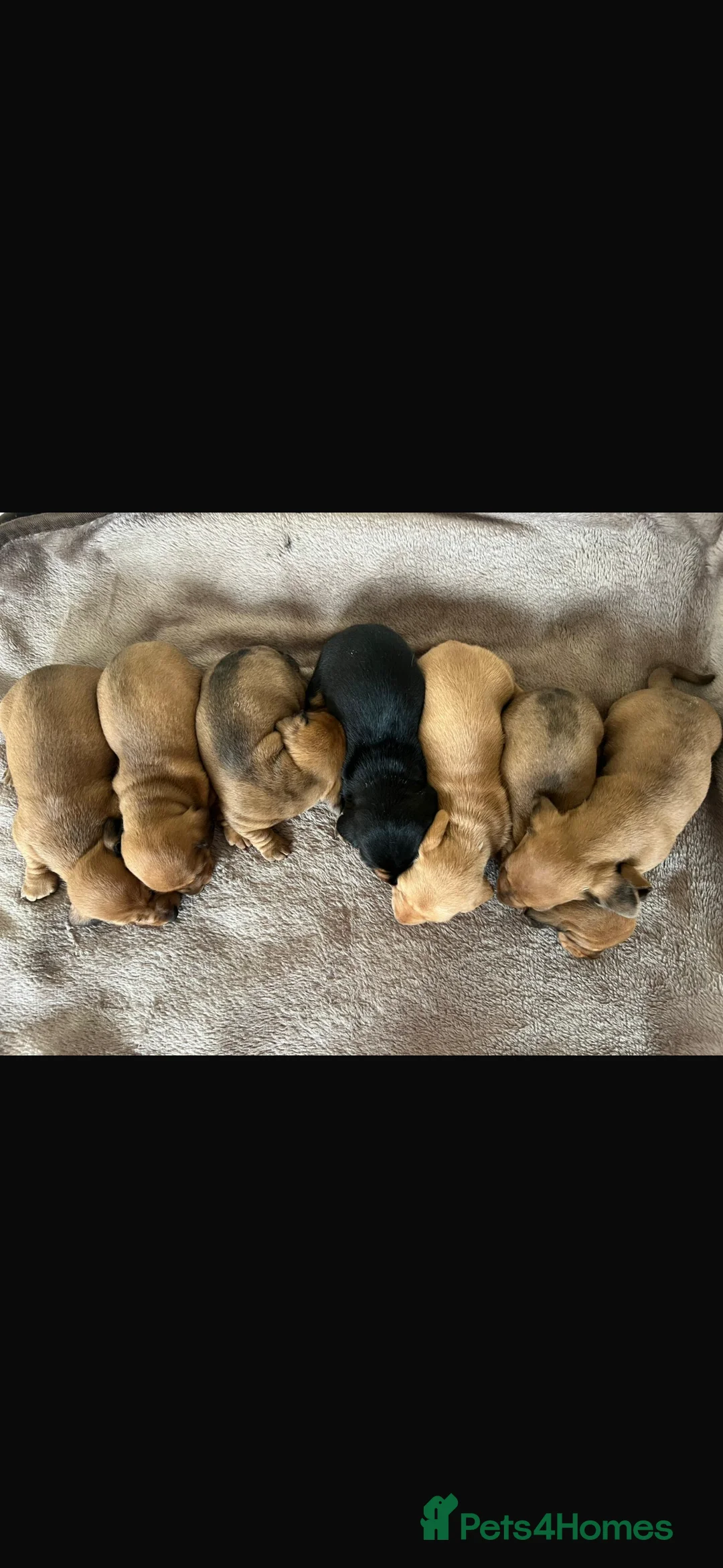 Dachshund dogs for sale: 7 gorgeous minature dachshund puppy’s🐶 - Advert 18