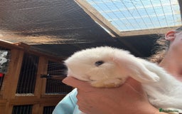 Dwarf Lop rabbits for sale: The laziest little bunny ever - Image 1